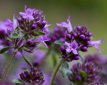 Medicinal properties and contraindications of thyme for the human body