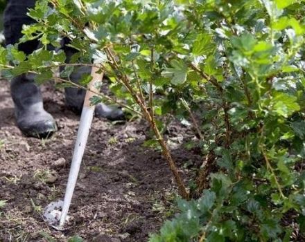 Um die Stachelbeere besser füttern zu können, muss man sie im Sommer und Herbst richtig gießen