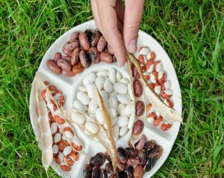 Propriétés utiles et nocives des haricots pour la santé du corps