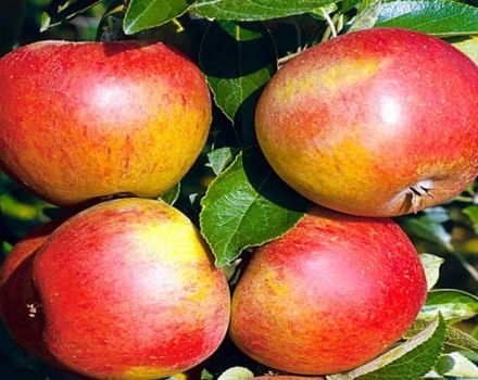 Description et caractéristiques de la variété de pomme Sweet Nega, indicateurs de rendement et avis des jardiniers