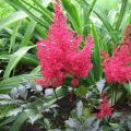 Eigenschaften und Beschreibung von Fanal astilbe, Anbau und Pflege