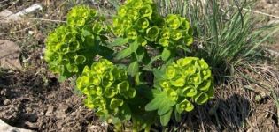 Plantation et entretien des asclépiades vivaces, reproduction et culture