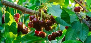 Planting, growing and caring for cherries in the Urals, choosing suitable varieties
