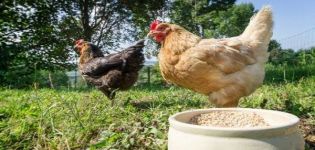 Comment bien préparer une purée pour poules pondeuses, les meilleures recettes et composition