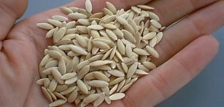 So überprüfen Sie Gurkensamen auf Keimung in Wasser zu Hause