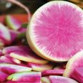 Description of the daikon variety Misato Pink glitter, features of cultivation and care