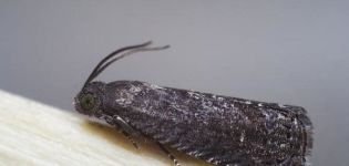 Comment se débarrasser de la teigne de la prune et comment la traiter pour lutter