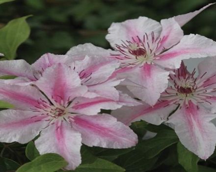 Beschreibung und Feinheiten der wachsenden Clematis-Sorten Pink Fantasy