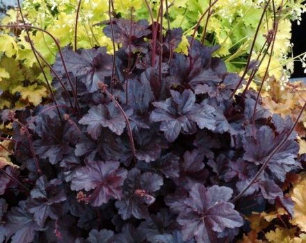 Geyhera für den Winter vorbereiten, Arten von Unterkünften, Beschneiden und Pflege im Frühjahr