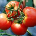 Les meilleures variétés de tomates de sélection Kirov pour les serres et les grands espaces