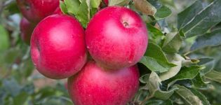 Description et caractéristiques du pommier de Noël, règles de plantation et d'entretien