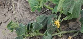 Vorbeugung und Behandlung von Fusarium und vertikillärem Welken von Gurken