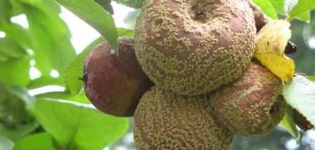 Ursachen und Symptome der Apfelmoniliose, wie man die Krankheit mit verschiedenen Mitteln behandelt