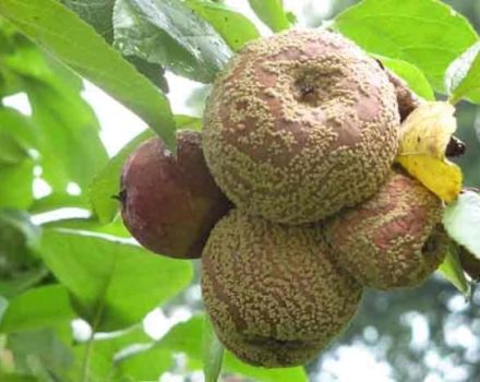 Ursachen und Symptome der Apfelmoniliose, wie man die Krankheit mit verschiedenen Mitteln behandelt