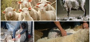 Quand et comment tondre les moutons, instructions étape par étape et quoi utiliser