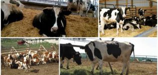 L'essence de la méthode de la vache en vrac, ses avantages et ses inconvénients