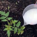 Quoi et quand est-il préférable de nourrir les plants de tomates pour qu'ils soient dodus