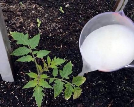 Quoi et quand est-il préférable de nourrir les plants de tomates pour qu'ils soient dodus