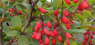 When and how to properly propagate barberry by cuttings and layering at home