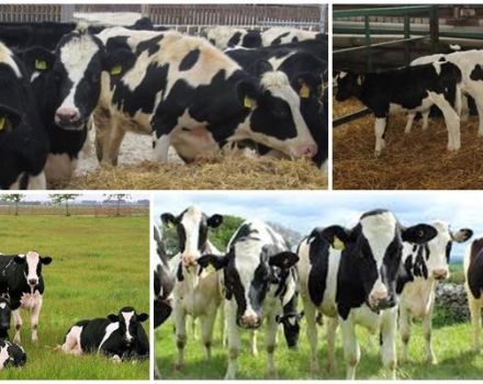 Définition des génisses de vaches en élevage et de quel âge, comment choisir