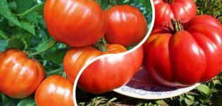 Description of the tomato variety Orlets, features of cultivation and yield