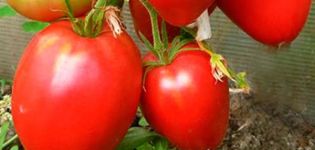 Description de la variété de tomate Korolevich, ses caractéristiques et sa culture