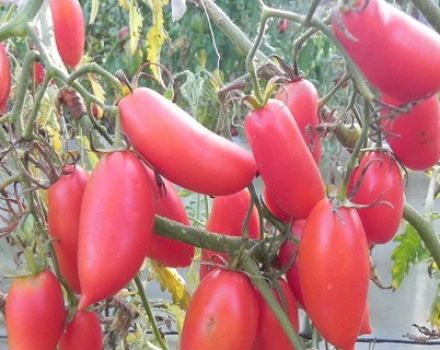 Beschreibung und Eigenschaften der Tomatensorte Scharlachrote Kerzen