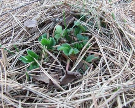 Comment bien préparer les fraises pour l'hiver, comment les traiter et les couvrir