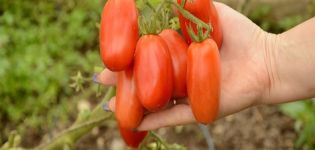 Beschreibung und Eigenschaften der Tomatensorte San Marzano