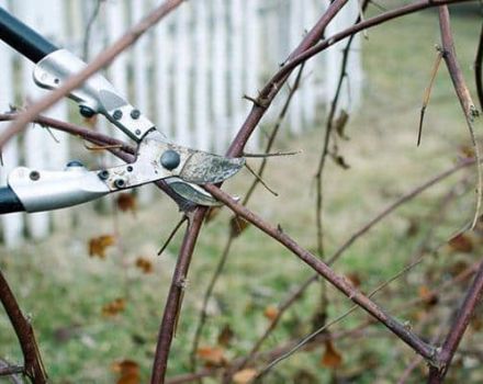 Quand et comment bien tailler les mûres pour une bonne récolte
