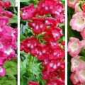 Description of 20 varieties and types of perennial penstemon, planting and care in the open field