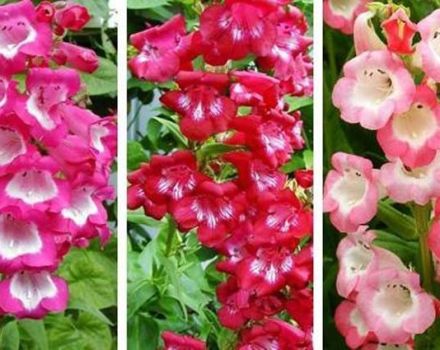 Beschreibung von 20 Sorten und Arten von mehrjährigen Penstemon, Pflanzen und Pflege auf freiem Feld