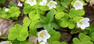 Propriétés utiles et contre-indications de l'acide aigre, recettes de médecine traditionnelle et de cuisine