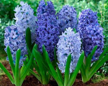 Description of perennial flowers for Siberia, selection criteria and growing rules