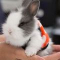 Description et classification des lapins décoratifs et comment déterminer la race