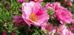 Purslane auf freiem Feld pflanzen und pflegen, Beschreibung der besten Sorten