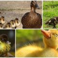 Why do ducklings' eyes stick together and what to do, how to treat and prevent