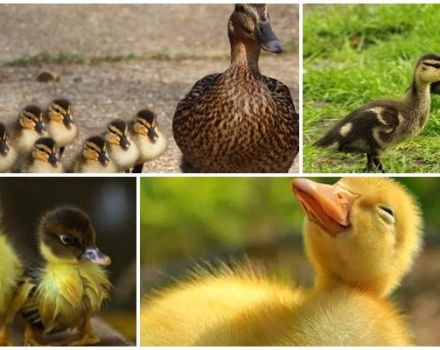 Why do ducklings' eyes stick together and what to do, how to treat and prevent
