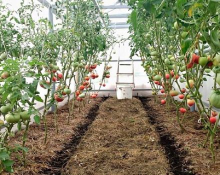 Comment et quoi pailler correctement les tomates dans une serre et un champ ouvert