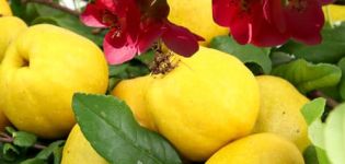 Beschreibung der Sorten japanischer Quitten, Anpflanzung, Anbau und Pflege auf freiem Feld