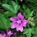 The healing properties and contraindications of mallow, the benefits and harms of the plant