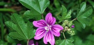 Les propriétés curatives et les contre-indications de la mauve, les avantages et les inconvénients de la plante