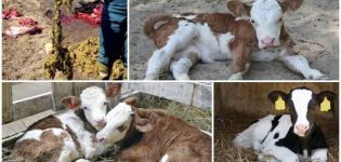 Que faire si un veau a mangé un chiffon et comment démarrer un estomac scellé