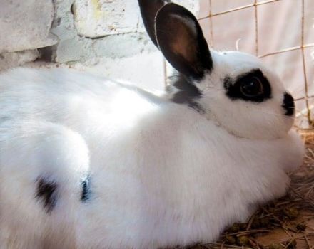 How long does pregnancy last in rabbits and how to determine fertility, care