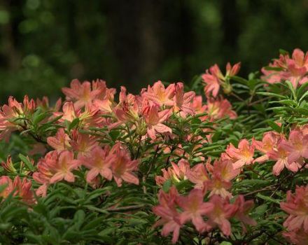 Rhododendren in Sibirien pflanzen und pflegen, die besten Sorten auswählen