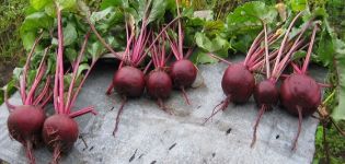 Description des meilleures variétés de betteraves, comment récolter les graines