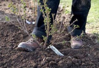 Quand pouvez-vous transplanter des groseilles à maquereau dans un nouvel endroit, au printemps ou à l'automne, et avec quelle précision