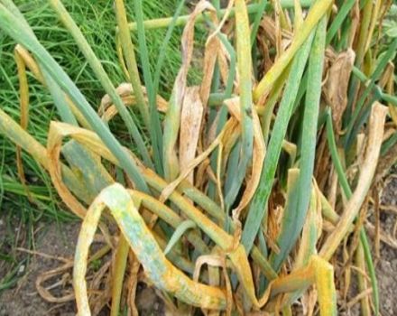 Pourquoi l'oignon jaunit-il dans le jardin et que faire, comment arroser et nourrir, comment se battre?