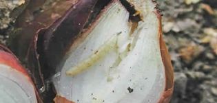 What to do if a worm eats an onion, how to process it, folk remedies