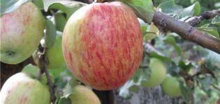 Description et caractéristiques du pommier à rayures Orlovskoe, plantation et entretien